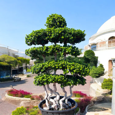 Ficus Bonsai Shaped 2-2.5m
